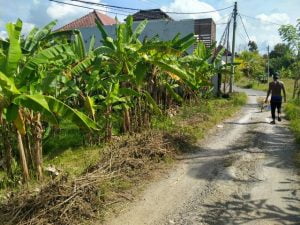 Dijual Tanah di pererenan Canggu Jalan Jantuk Angsa