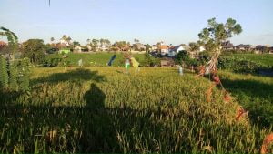 Jual Tanah di Jalan Subak Canggu View Sawah T269