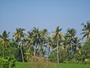 Jual Tanah Pantai Mengening Cemagi
