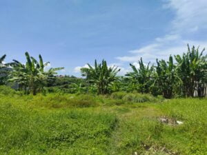 dijual tanah di tiying tutul canggua