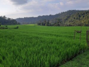 dijual tanah di subuk busungbiu