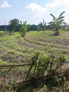 Dijual Tanah Tegal Mengkeb Kelecung