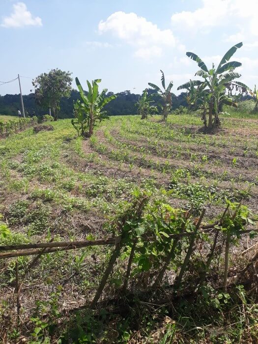Dijual Tanah Tegal Mengkeb Kelecung