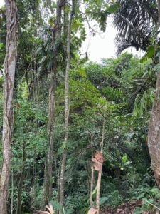 Dijual Tanah Sri Wedari Ubud Los Sungai