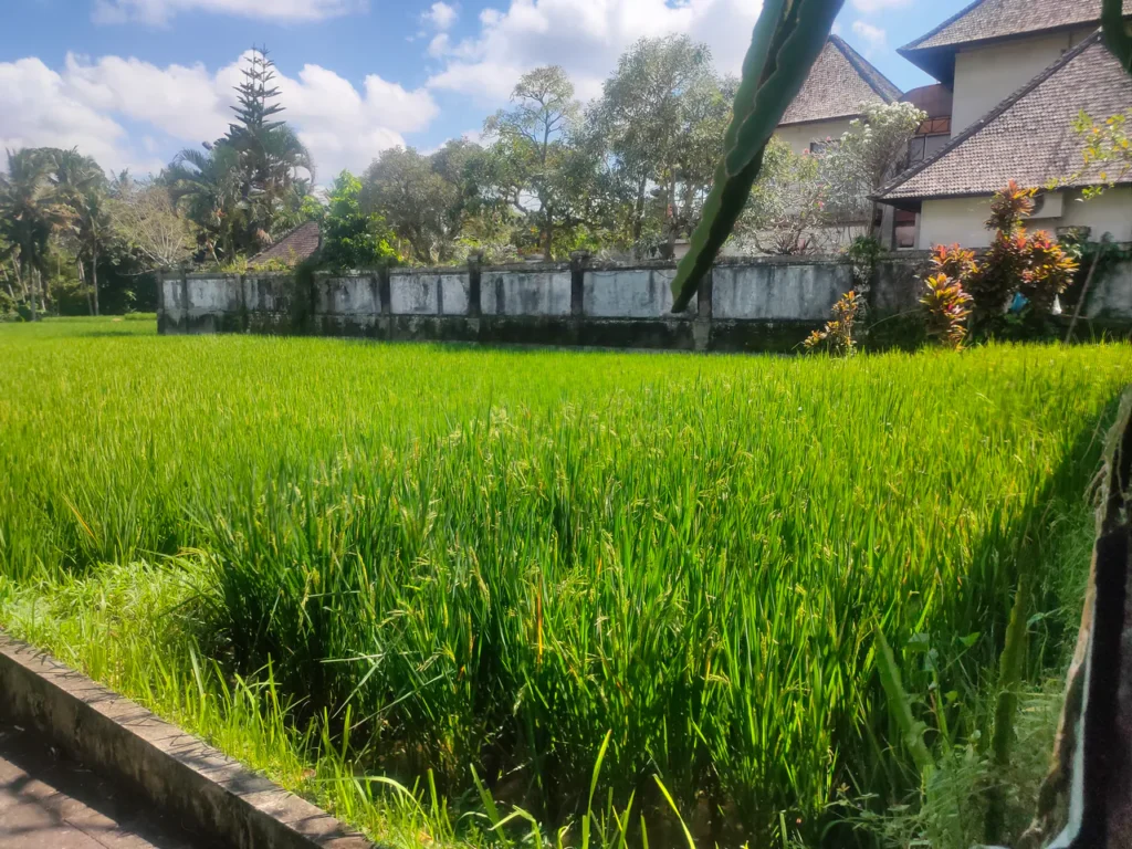 tanah dijual di jalan kesulu pejeng posisi hook siap bangun villa