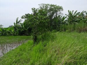 dijual Tanah di Nyitdah Kediri Tabanan