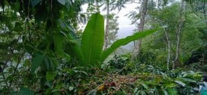 Jual Tanah Kebun Kopi Kintamani Arabika