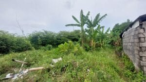 Tanah SHM di Canggu untuk dijual