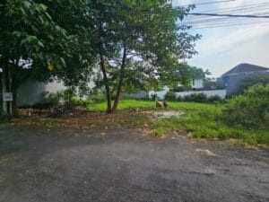 Dijual Tanah Jalan Bumbak Umalas Gg Pulau 33 Kerobokan