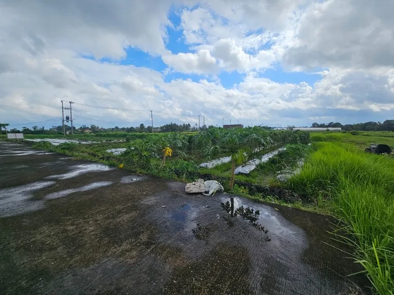 Dijual Tanah di Jalan Jangga Belalang Dekat Pantai Kedungu