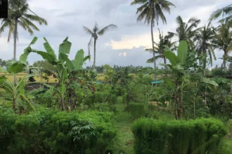 Papan informasi properti di lokasi jual tanah itr kuning di ubud yang menjamin keamanan perizinan IMB perumahan dan villa.