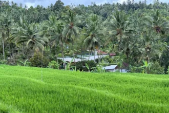 dijual rumah di buleleng model minimalis dengan halaman luas asri