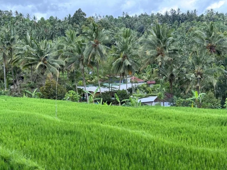 dijual rumah di buleleng model minimalis dengan halaman luas asri