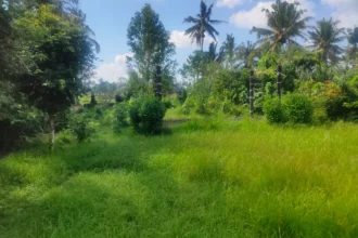 Pemandangan hamparan sawah hijau di tanah dijual di Tampaksiring Ubud.