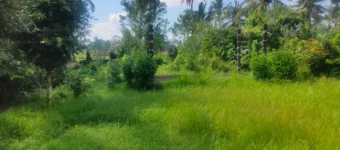 Pemandangan hamparan sawah hijau di tanah dijual di Tampaksiring Ubud.