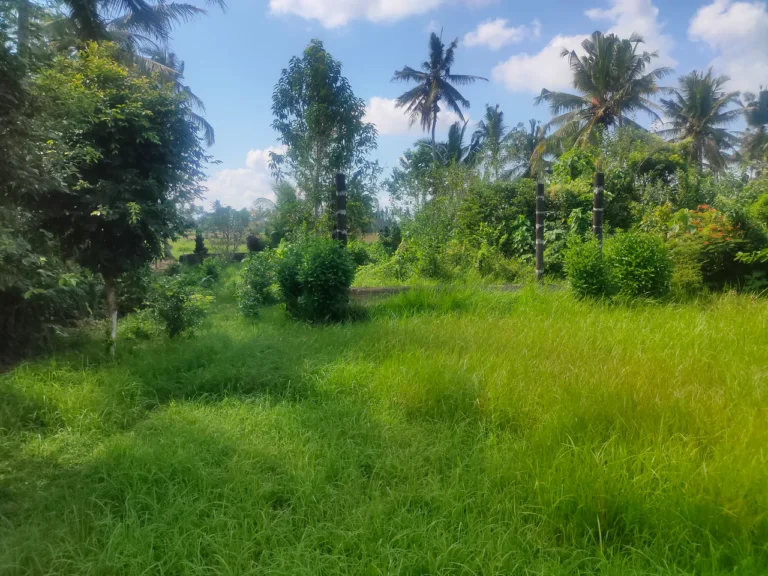 Pemandangan hamparan sawah hijau di tanah dijual di Tampaksiring Ubud.