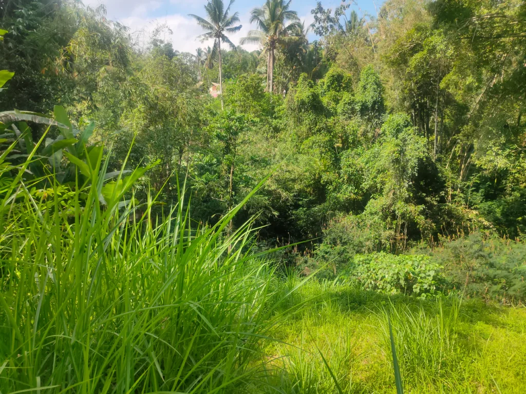 dijual tanah di jalan bukian payangan ubud