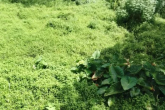 Lokasi tanah dijual di Ubud akses truk material masuk.