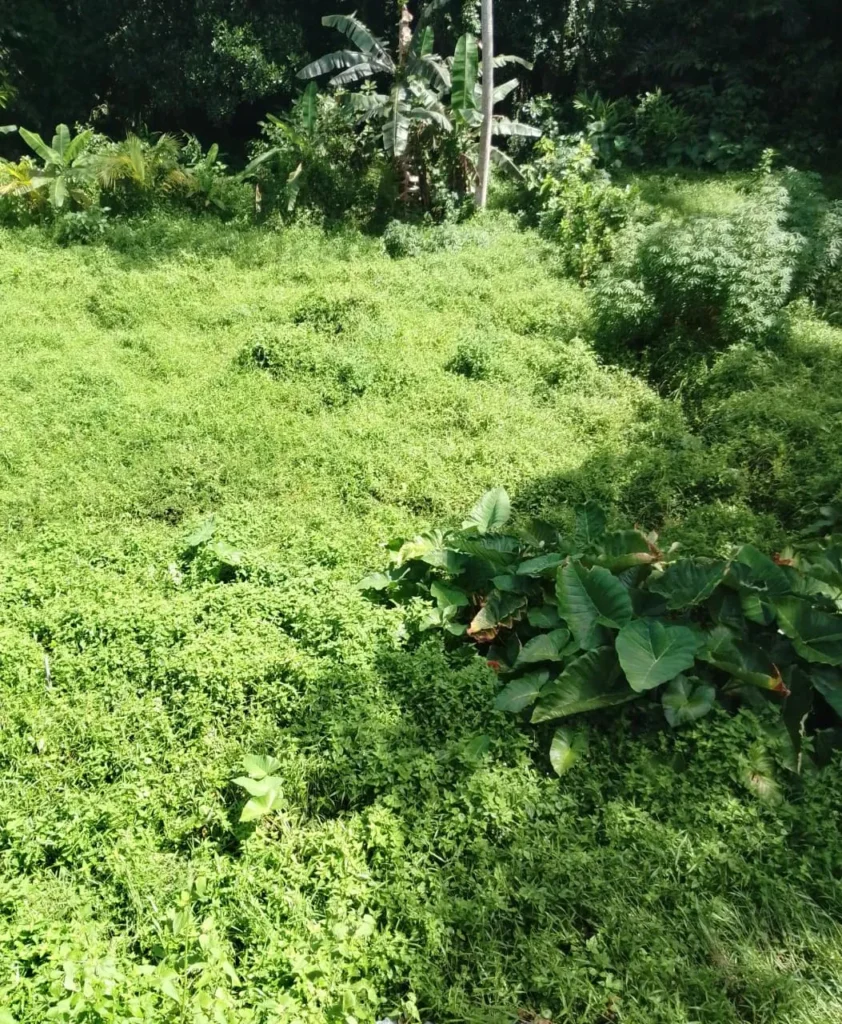 Lokasi tanah dijual di Ubud akses truk material masuk.
