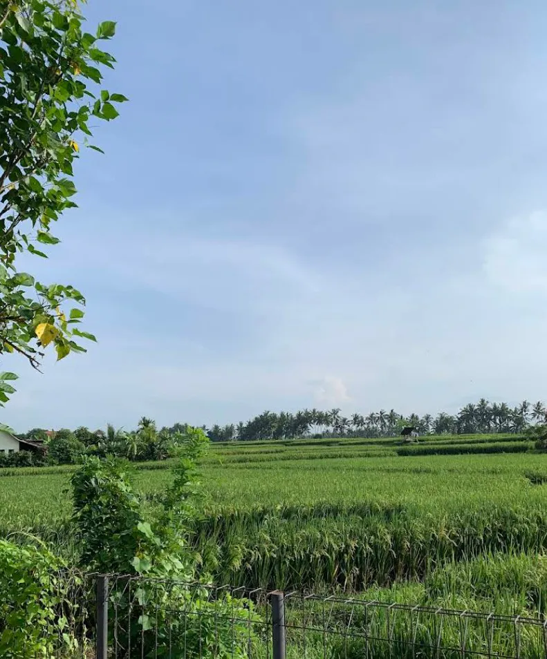 Lokasi tanah dijual di Ubud zona kuning siap bangun sertifikat SHM.